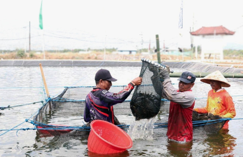 Program Smart Fisheris Village Dongkrak PNBP Layanan Perikanan