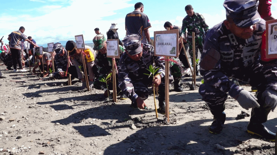 Bersih-bersih Pantai, Tanam 1.000 Mangrove Bersama TNI AL di Tidore