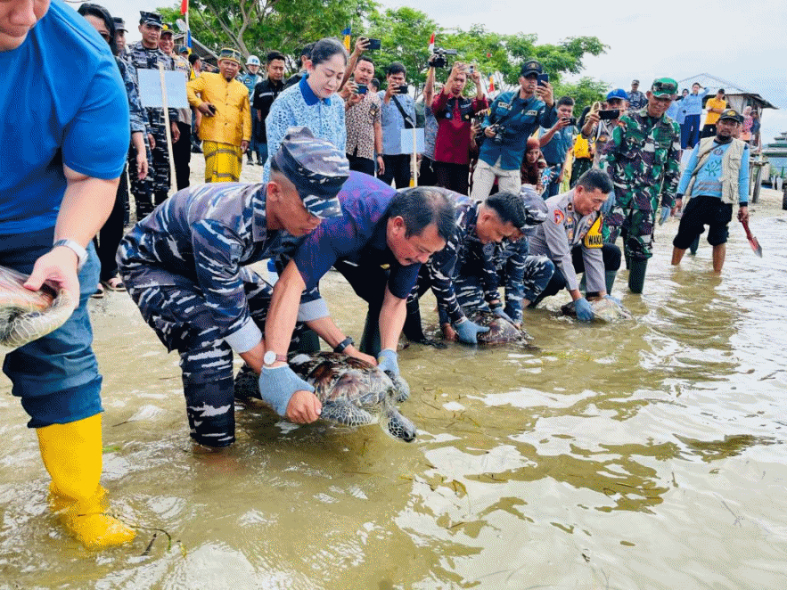 Cegah Abrasi, TNI AL Tanam Ribuan Bibit Mangrove di Tolitoli