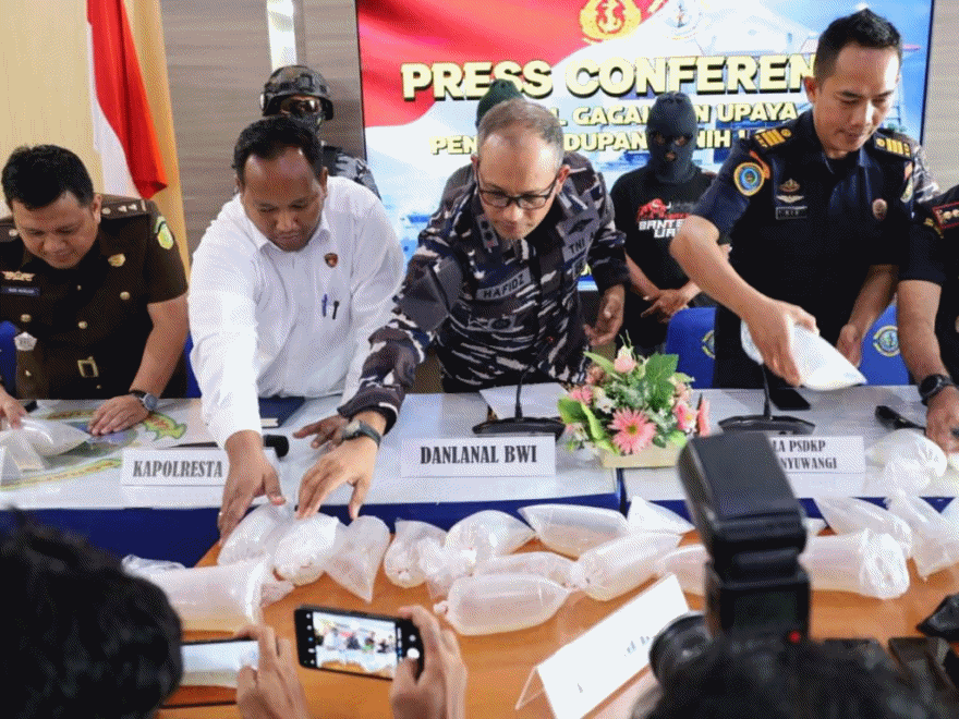 Gagal Penyelundupan Ribuan Baby Lobster, Pelaku Keburu Dibekuk  Tim SFQR TNI AL