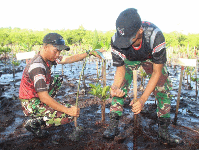 Aksi Sosial Marinir Jayapura, Yuuk Lestarikan Hutan Mangrove dan Cemara Pantai