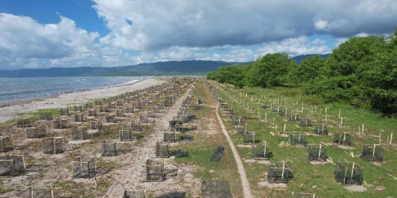 Mitigasi Wilayah Rawan Tsunami, KKP Tanam Ribuan Pohon Vegetasi di Daerah Pesisir