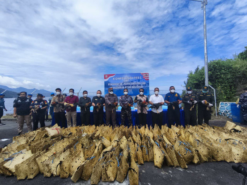 Ratusan Ekor Ayam Ras Filipina Dimusnahkan, Hasil Tangkapan Tim SFQR Lanal Tahuna