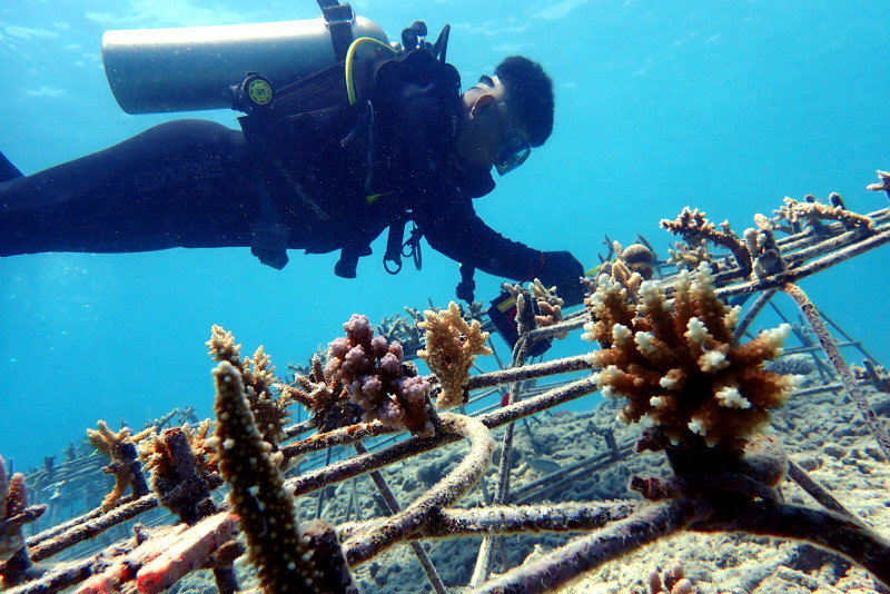 Rehabilitasi Terumbu Karang di Perairan Pulau Pieh, Sinergi Pulihkan Ekosistem