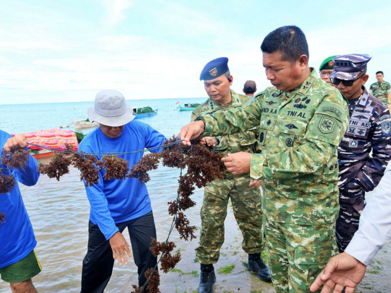 Wah... Kodaeral VI Panen Rumput Laut di Punaga Takalar