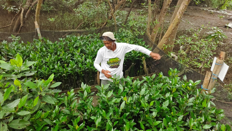 Dorong Restorasi Pesisir, TPS Bawa Harapan Baru bagi Petani Mangrove
