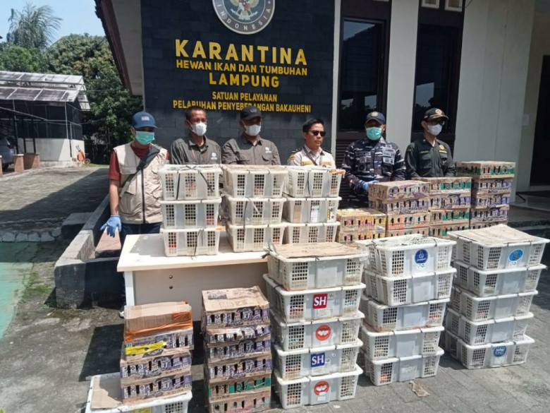 Tim F1QR Lanal Lampung Gagalkan Penyelundupan 620 Ekor Burung Aneka Jenis