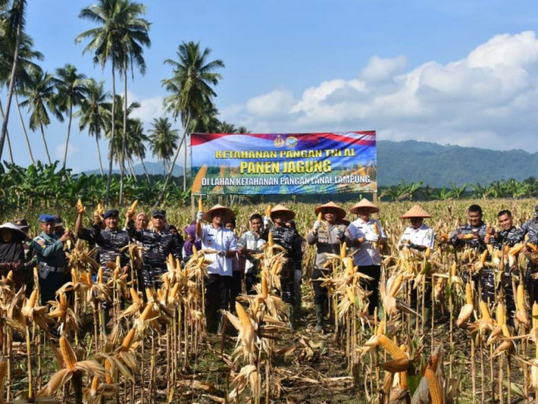 Dukung Ketahanan Pangan, Lanal Lampung Panen Jagung di Pesawaran