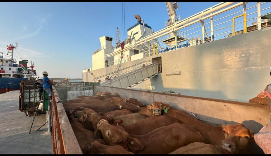 Pelindo Multi Terminal Group Catat Trafik Livestock Tumbuh 6,7 Persen