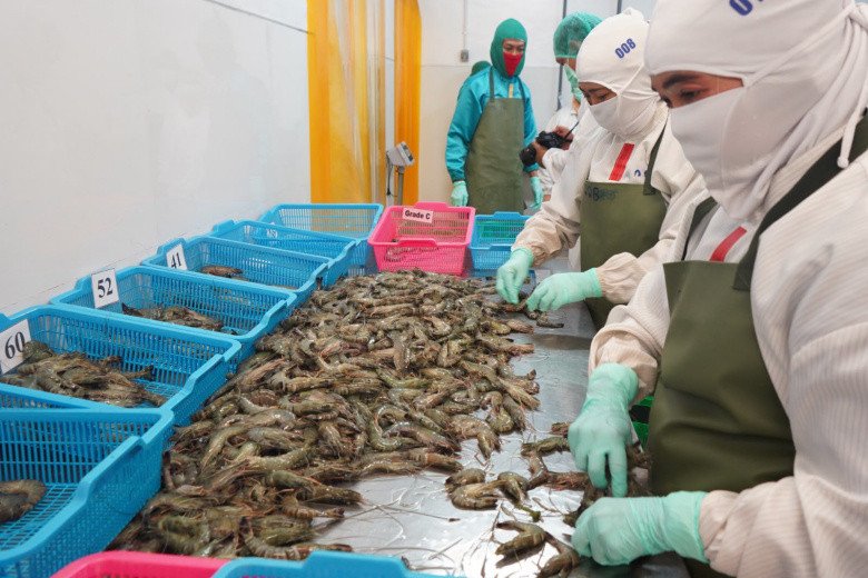 Udang Ekuador Diam-diam Masuk Indonesia, KKP: Prioritaskan Produk Dalam Negeri 