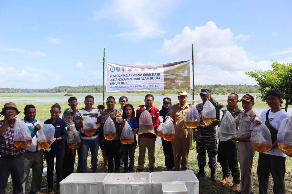 223 Ekor Arwana Jardini Dikembalikan ke Alam Bebas di Merauke Papua 