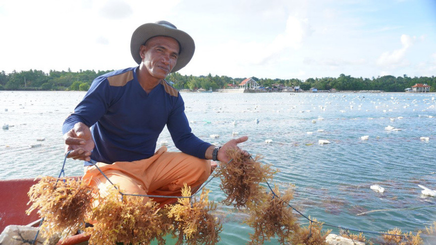 Modelling Rumput Laut Dibangun di Wakatobi, Masyarakat Jadi Pelaku Utama