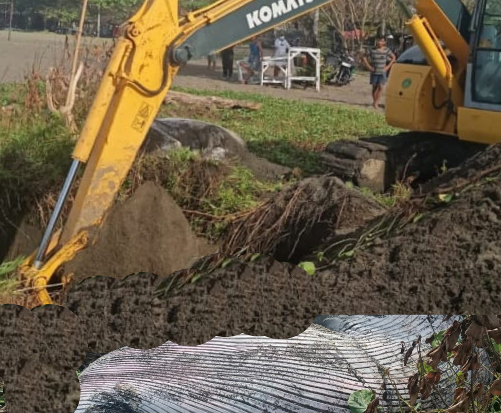 Ikan Paus Mati Terdampar di Bali, Dikuburkan  Menggunakan Alat Berat