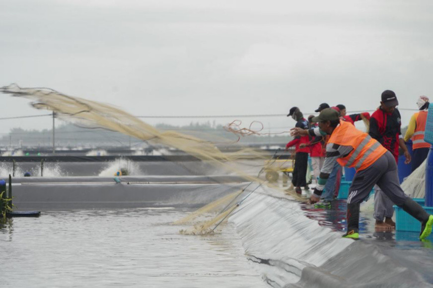 Melongok Tambak Udang Modern Terbesar yang Dipanen Wapres Maruf Amin